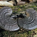 fungus