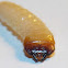 Ribbed Pine Borer.