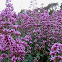 red valerian; valeriana roja