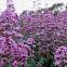 red valerian; valeriana roja