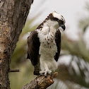 Osprey