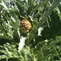Artichoke