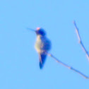 Anna's Hummingbird