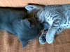 Regalo Preciosos Gatitos 2 Meses De Edad