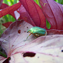 Green June Beetle