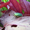 Green June Beetle
