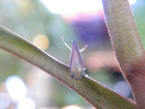 Spotting Image 1