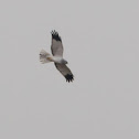 Hen Harrier