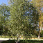 Birch