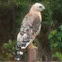 Red-shouldered Hawk