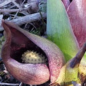 Eastern skunk cabbage