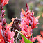 Brush Wattlebird