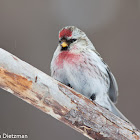 Common Redpoll