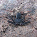 Tailless whip scorpion