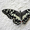 Lime Butterfly