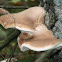 berkenzwam (Piptoporus betulinus)