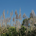 flower cane