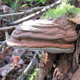 Cogumelos da Galiza