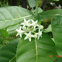 Giant Milkweed