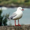 Silver Gull