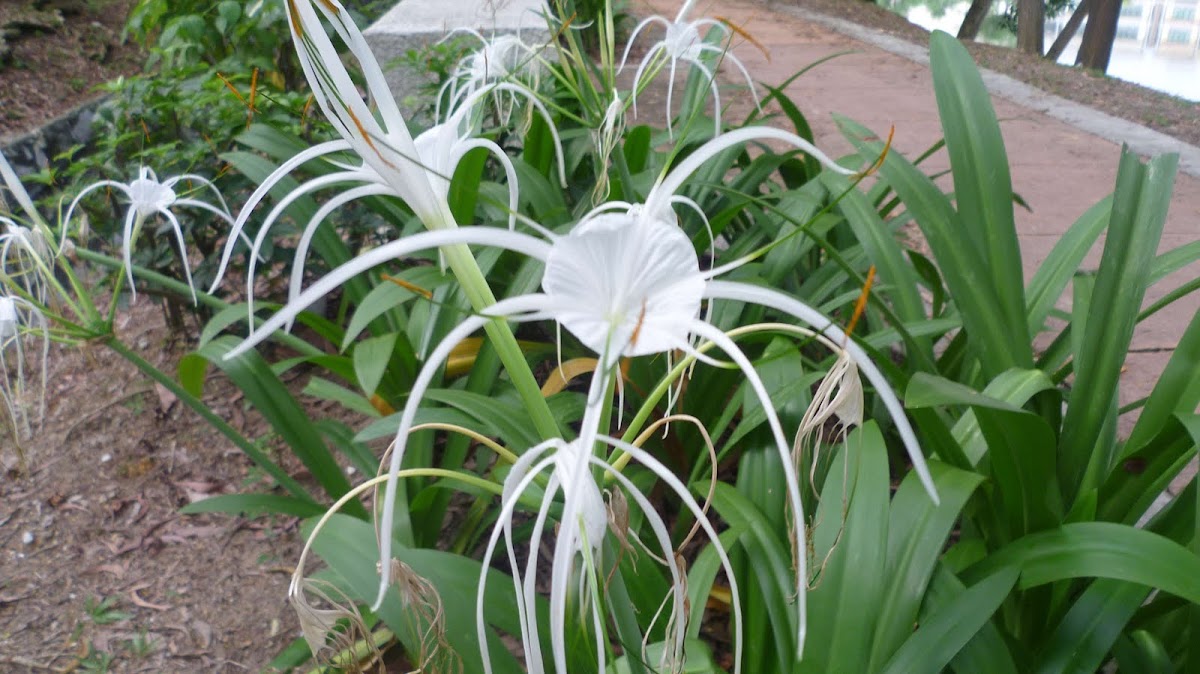 White Spider Lily