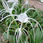 White Spider Lily