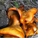 Gymnopilus sp.