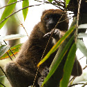 Greater bamboo lemur