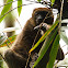 Greater bamboo lemur
