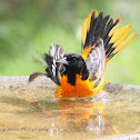 Baltimore Oriole (Male)