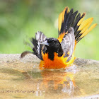 Baltimore Oriole (Male)