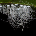 Whiteflies