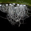 Whiteflies