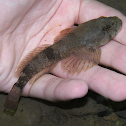 Slimy Sculpin