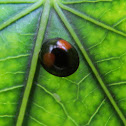 Cactus Lady Beetle