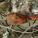 Streak-headed Woodcreeper