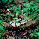 Timber Rattlesnake
