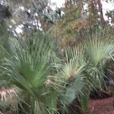 Palm Tree