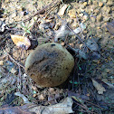 Puffball