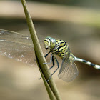 Green marsh hawk