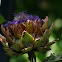 artisjok (Cynara scolymus)