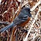 Spotted towhee