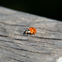 Ladybug
