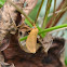 Orange Holomelina