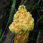 Fuligo septica