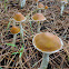 Psilocybe subaeruginosa