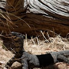 Lace Monitor