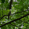 Plaintive cuckoo