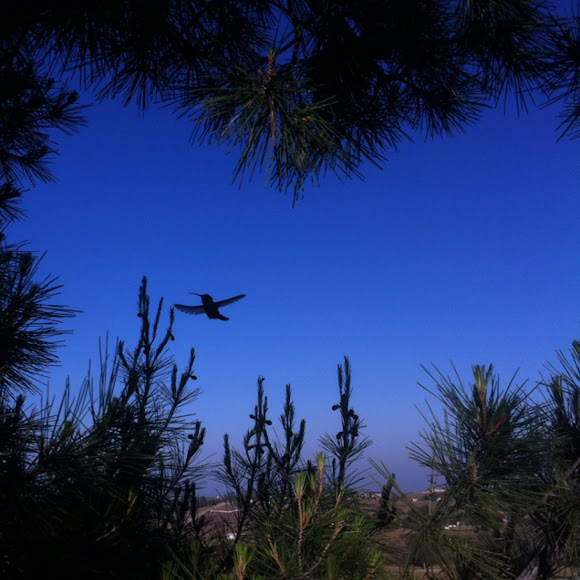 Spotting Image 1