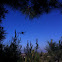 Hummingbird